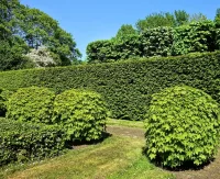 Hedge & Bush Work
