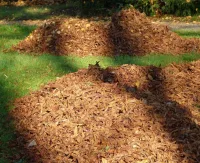 Leaf Clearance